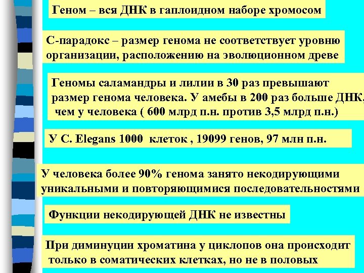 Геном – вся ДНК в гаплоидном наборе хромосом С-парадокс – размер генома не соответствует