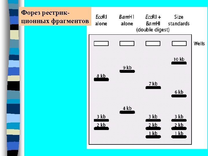 Форез рестрикционных фрагментов 