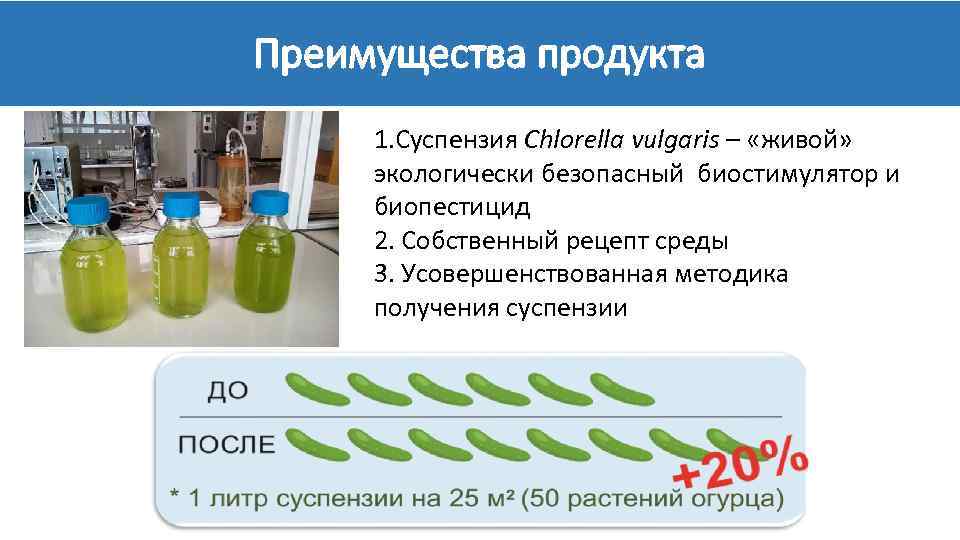 Преимущества продукта 1. Суспензия Chlorella vulgaris – «живой» экологически безопасный биостимулятор и биопестицид 2.