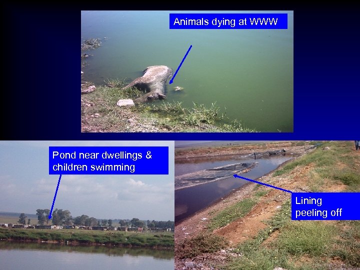 Animals dying at WWW Pond near dwellings & children swimming Lining peeling off 