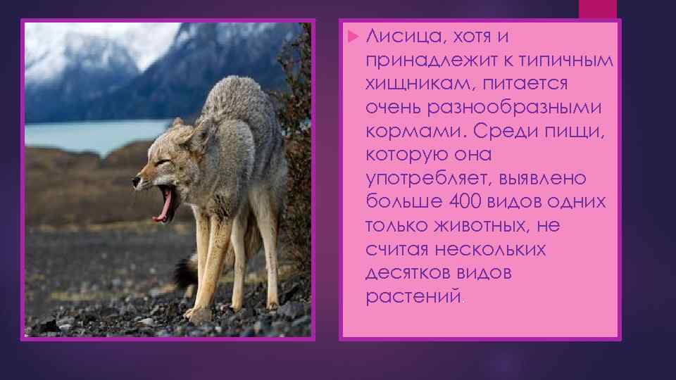  Лисица, хотя и принадлежит к типичным хищникам, питается очень разнообразными кормами. Среди пищи,