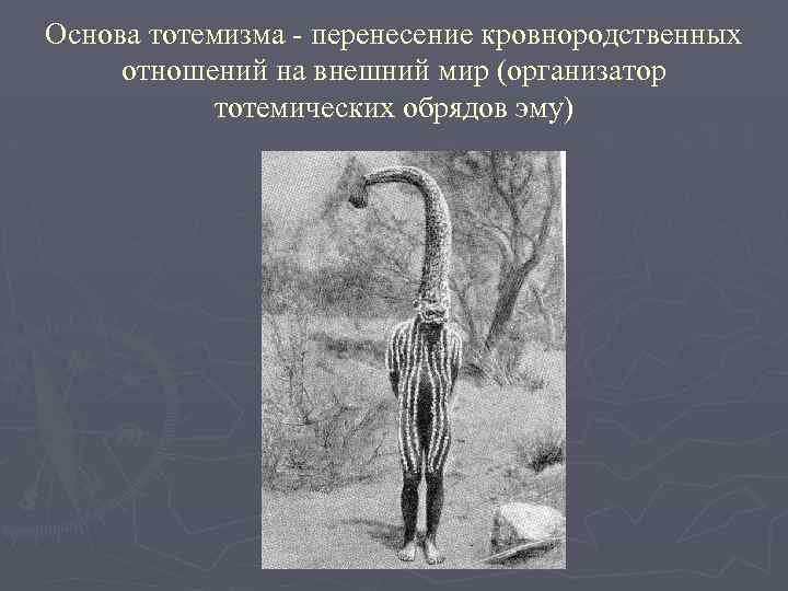 Основа тотемизма - перенесение кровнородственных отношений на внешний мир (организатор тотемических обрядов эму) 
