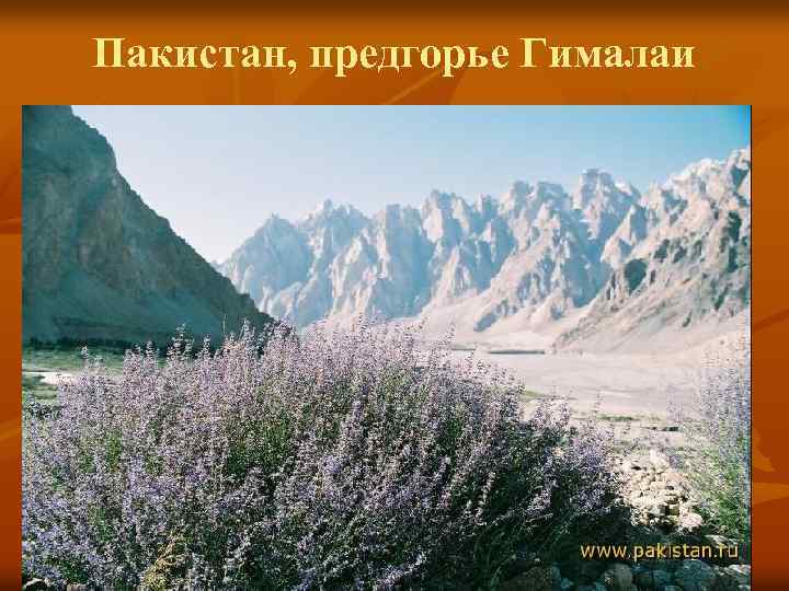 Пакистан, предгорье Гималаи 