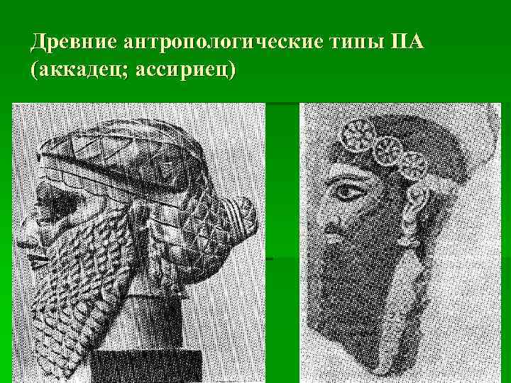 Древние антропологические типы ПА (аккадец; ассириец) 