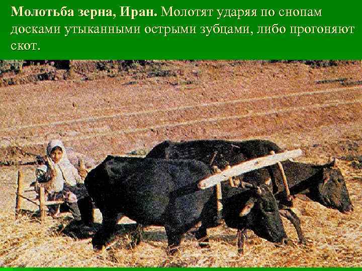 Молотьба зерна, Иран. Молотят ударяя по снопам досками утыканными острыми зубцами, либо прогоняют скот.