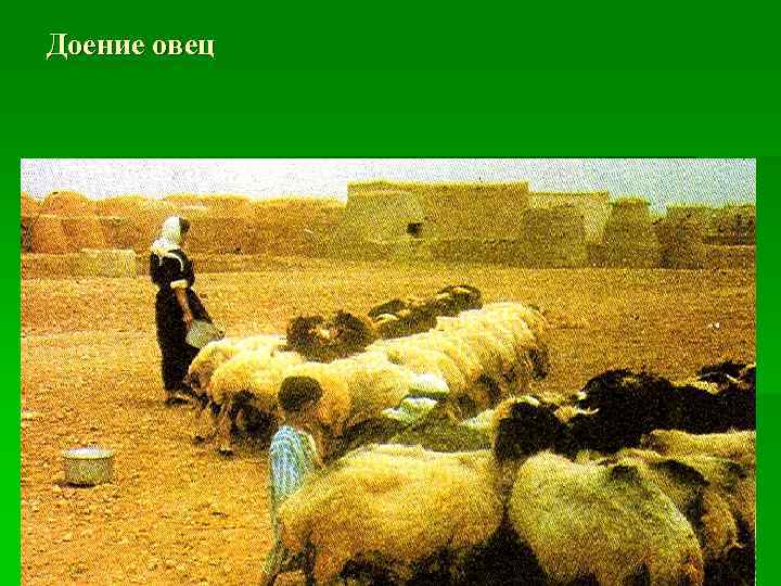 Доение овец 
