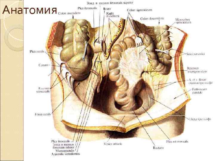 Анатомия 