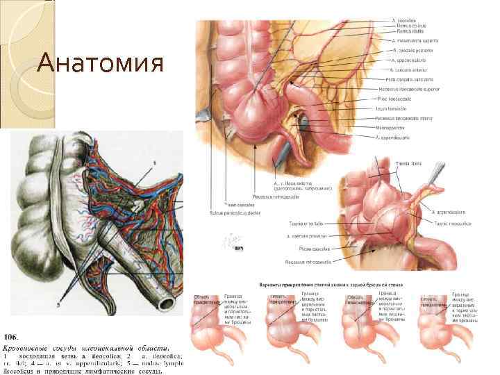 Анатомия 