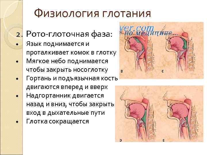 Физиология глотания 2. Рото глоточная фаза: Язык поднимается и проталкивает комок в глотку Мягкое