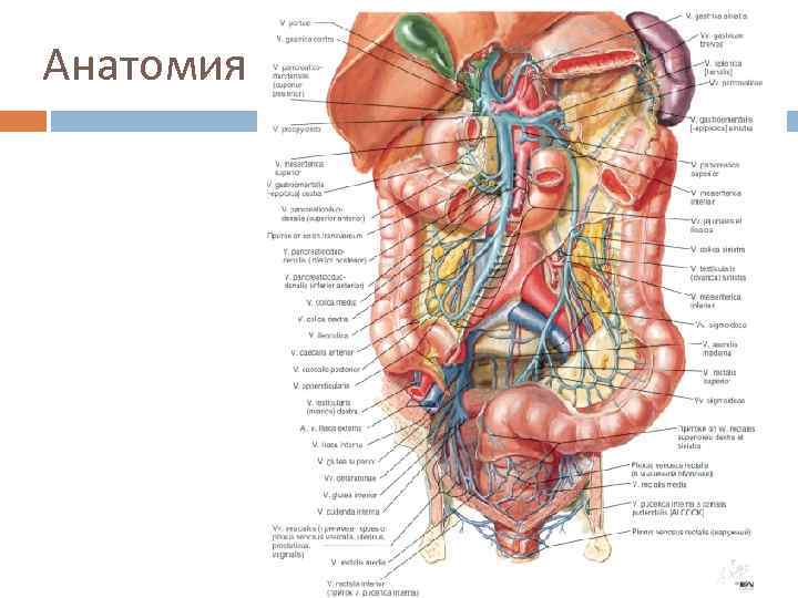 Анатомия 