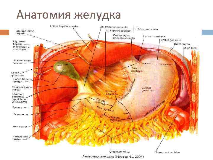 Желудок рисунок анатомия