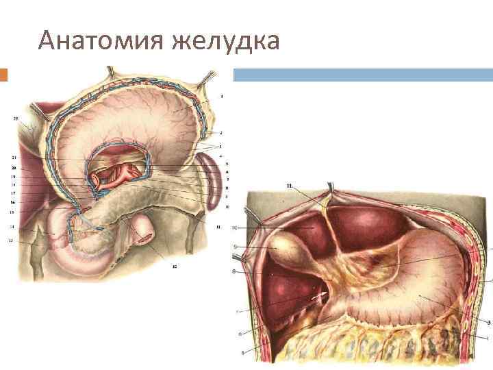 Анатомия желудка 