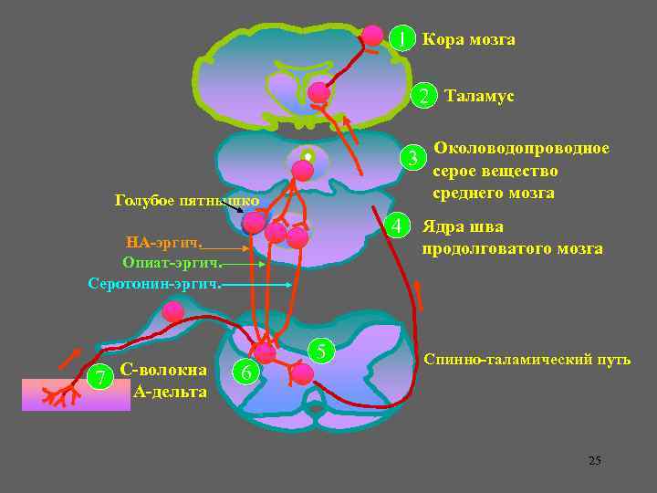 1 Кора мозга 2 Таламус Околоводопроводное 3 серое вещество среднего мозга Голубое пятнышко 4