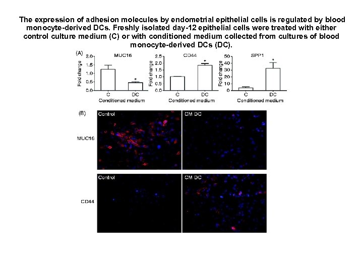 The expression of adhesion molecules by endometrial epithelial cells is regulated by blood monocyte-derived