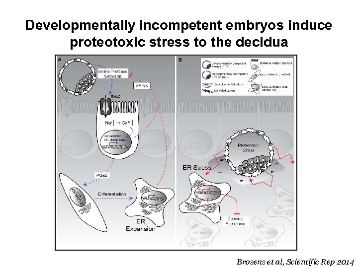 Developmentally incompetent embryos induce proteotoxic stress to the decidua Brosens et al, Scientific Rep