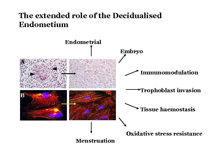 The extended role of the Decidualised Endometium Endometrial receptivity Embryo quality control A Immunomodulation