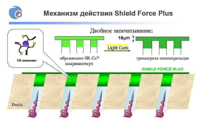 Механизм действия Shield Force Plus Двойное запечатывание: 10μm Light Cure SR monomer образование SR-Ca