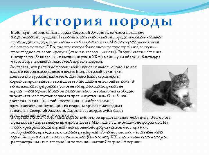 Мейн кун – аборигенная порода Северной Америки, ее часто называют национальной породой. Название этой