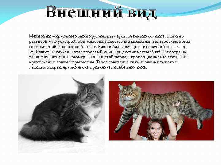 Внешний вид Мейн куны – красивые кошки крупных размеров, очень выносливые, с сильно развитой
