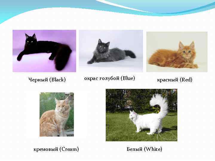 Черный (Black) кремовый (Cream) окрас голубой (Blue) красный (Red) Белый (White) 