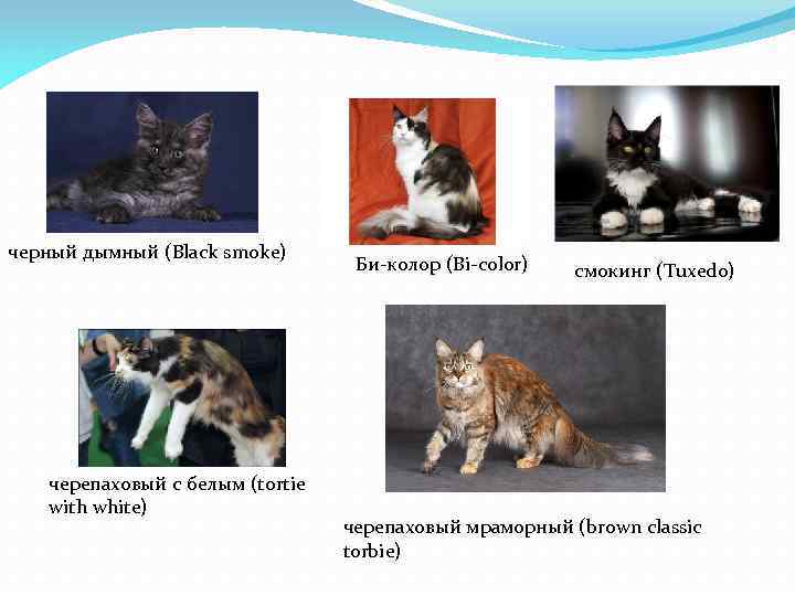 черный дымный (Black smoke) черепаховый с белым (tortie with white) Би-колор (Bi-color) смокинг (Tuxedo)
