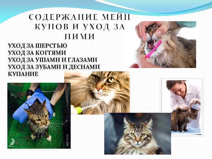 СОДЕРЖАНИЕ МЕЙН КУНОВ И УХОД ЗА НИМИ УХОД ЗА ШЕРСТЬЮ УХОД ЗА КОГТЯМИ УХОД
