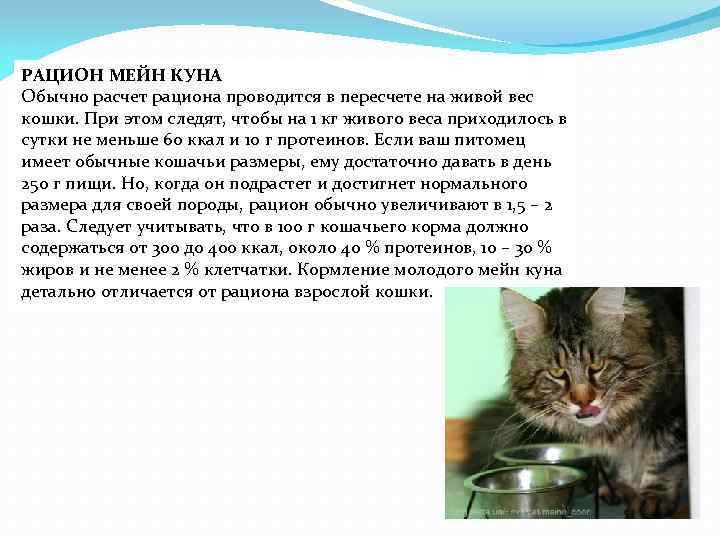 РАЦИОН МЕЙН КУНА Обычно расчет рациона проводится в пересчете на живой вес кошки. При