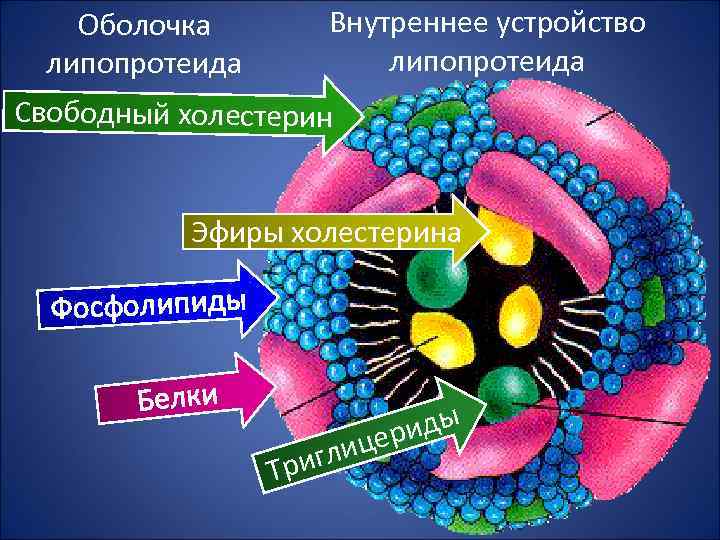 Оболочка липопротеида Внутреннее устройство липопротеида Свободный холестерин Эфиры холестерина Фосфолипиды Белки гли Три иды