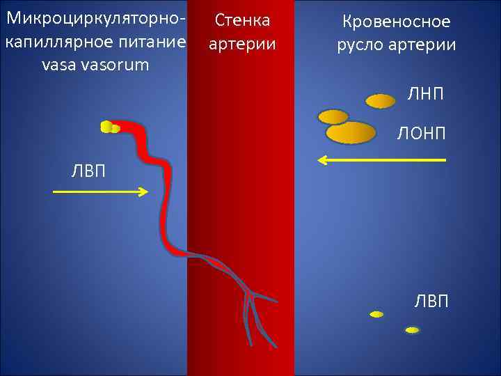 Микроциркуляторнокапиллярное питание vasa vasorum Стенка артерии Кровеносное русло артерии ЛНП ЛОНП ЛВП 