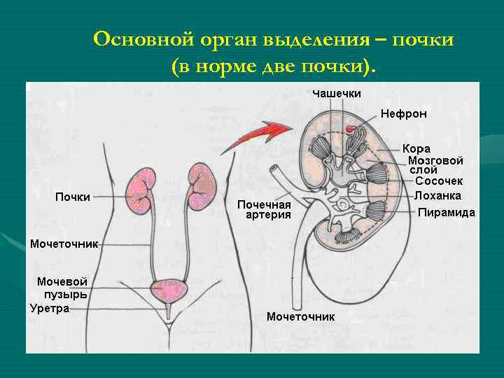 Основной орган выделения – почки (в норме две почки). 