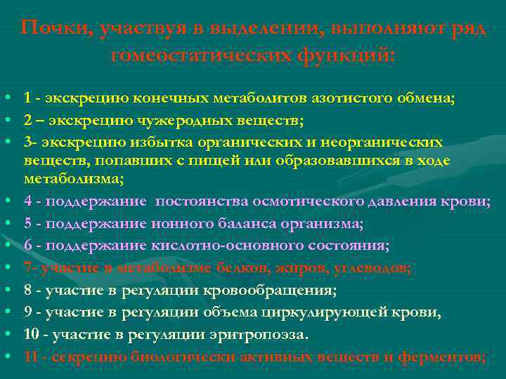 Почки, участвуя в выделении, выполняют ряд гомеостатических функций: • 1 - экскрецию конечных метаболитов