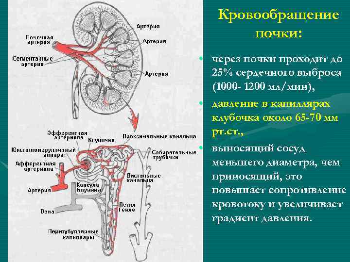 Кровообращение почки: • через почки проходит до 25% сердечного выброса (1000 - 1200 мл/мин),