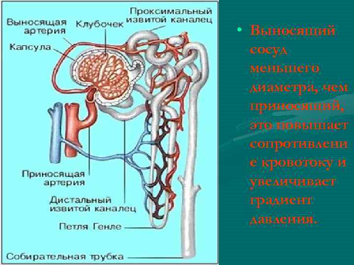  • Выносящий сосуд меньшего диаметра, чем приносящий, это повышает сопротивлени е кровотоку и