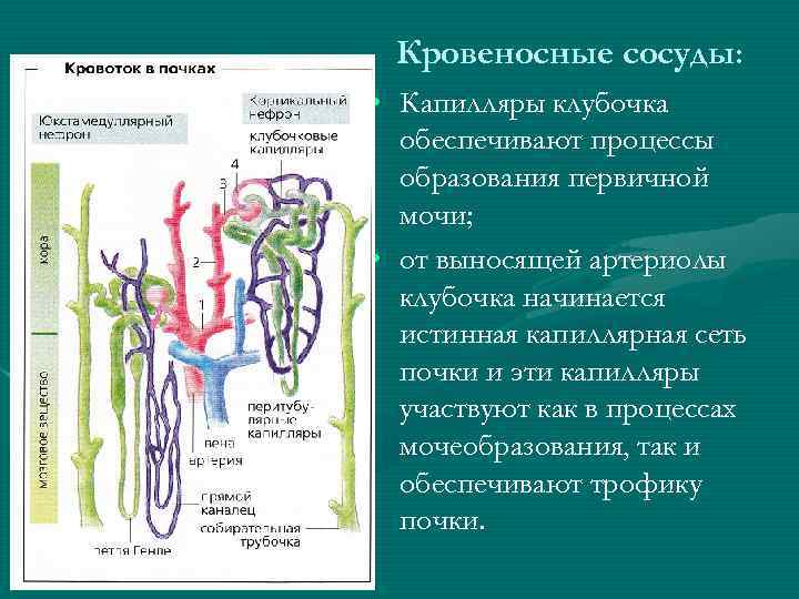 Кровеносные сосуды: • Капилляры клубочка обеспечивают процессы образования первичной мочи; • от выносящей артериолы