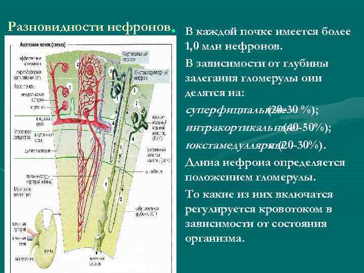 Разновидности нефронов • В каждой почке имеется более • • • 1, 0 млн