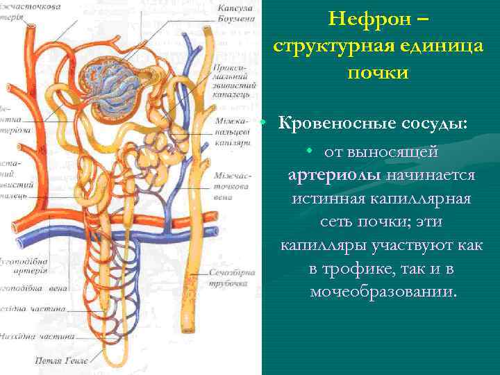Нефрон – структурная единица почки • Кровеносные сосуды: • от выносящей артериолы начинается истинная