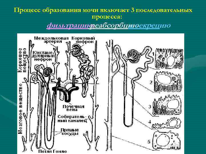 Процесс образования мочи включает 3 последовательных процесса: фильтрацию, реабсорбцию и секрецию 