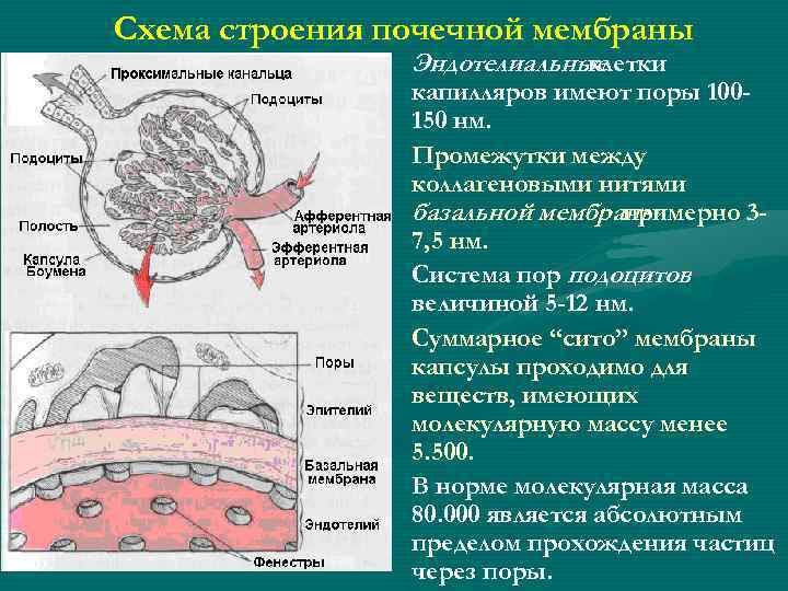 Схема строения почечной мембраны • Эндотелиальные клетки капилляров имеют поры 100150 нм. • Промежутки
