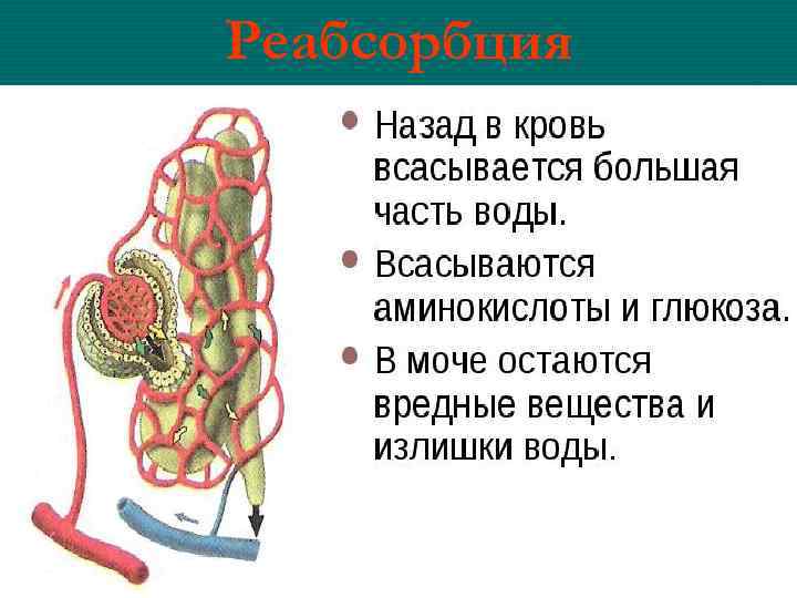 Реабсорбция 