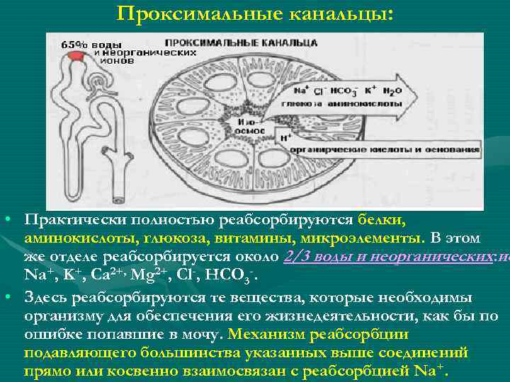 Проксимальные канальцы: • Практически полностью реабсорбируются белки, аминокислоты, глюкоза, витамины, микроэлементы. В этом же