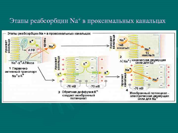 Этапы реабсорбции Na+ в проксимальных канальцах 