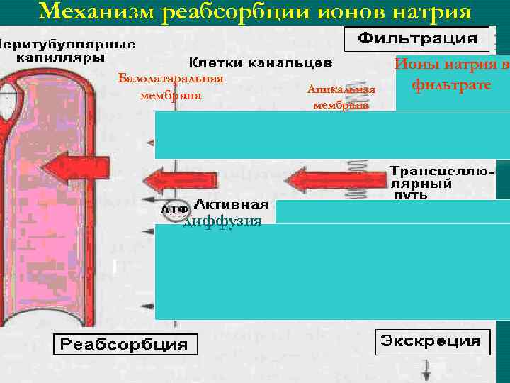 Механизм реабсорбции ионов натрия Базолатаральная мембрана диффузия Апикальная мембрана Ионы натрия в фильтрате 