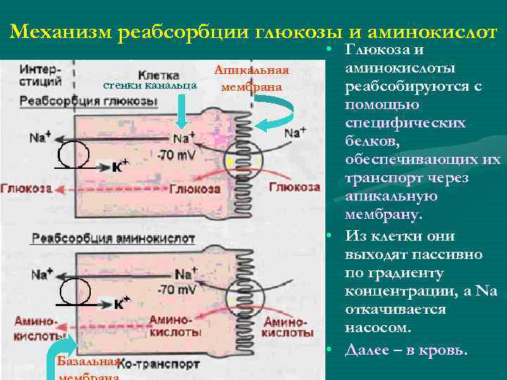 Механизм реабсорбции глюкозы и аминокислот стенки канальца Базальная Апикальная мембрана • Глюкоза и аминокислоты