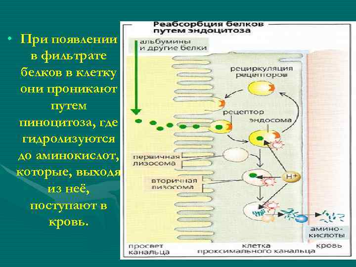  • При появлении в фильтрате белков в клетку они проникают путем пиноцитоза, где