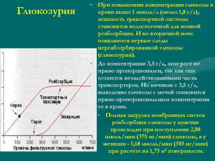 Глюкозурия • При повышении концентрации глюкозы в крови выше 1 ммоль/л (около 1, 8