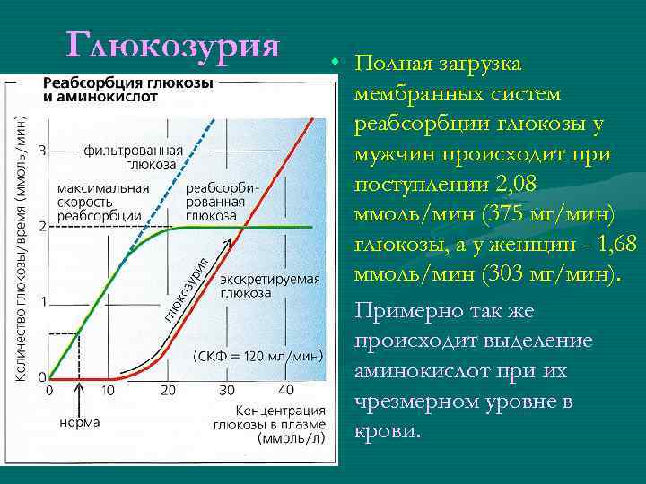 Глюкозурия • Полная загрузка мембранных систем реабсорбции глюкозы у мужчин происходит при поступлении 2,