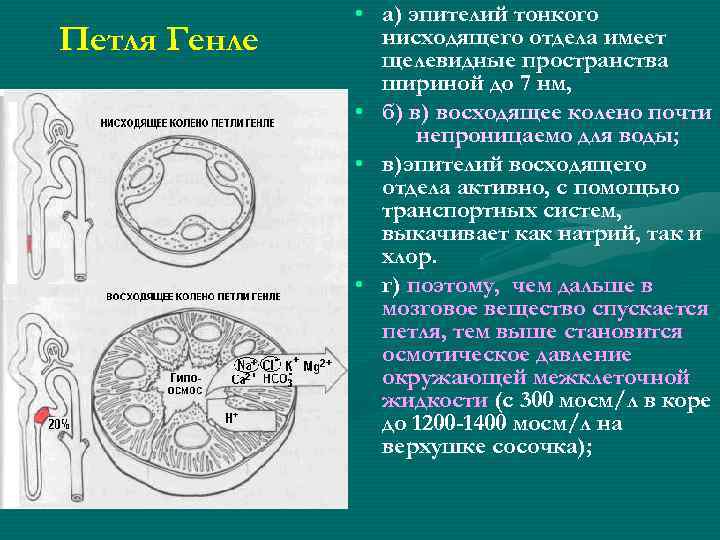 Петля Генле • а) эпителий тонкого нисходящего отдела имеет щелевидные пространства шириной до 7