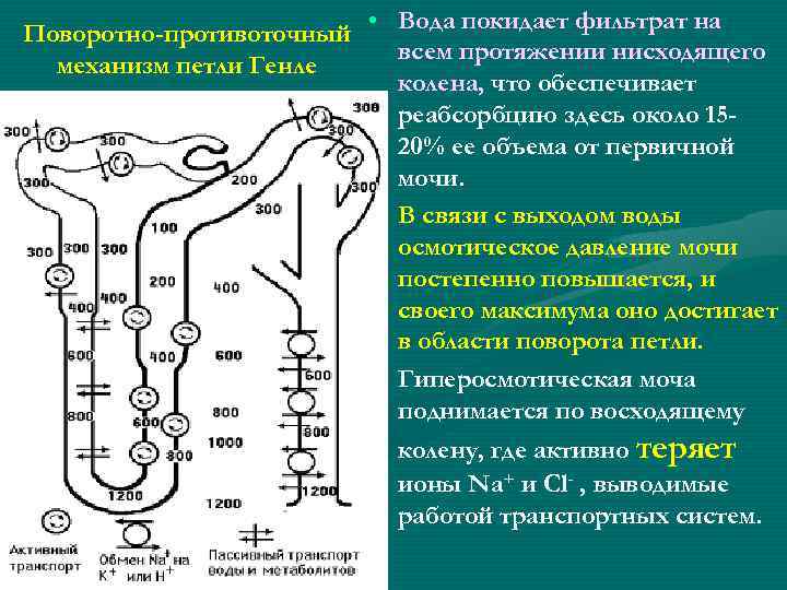  • Вода покидает фильтрат на Поворотно-противоточный всем протяжении нисходящего механизм петли Генле колена,