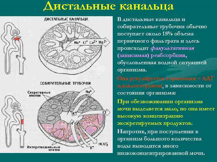 Дистальные канальца • В дистальные канальца и собирательные трубочки обычно поступает около 15% объема