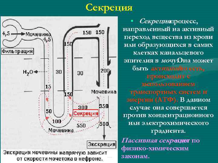 Секреция • Секрецияпроцесс, направленный на активный переход вещества из крови или образующихся в самих